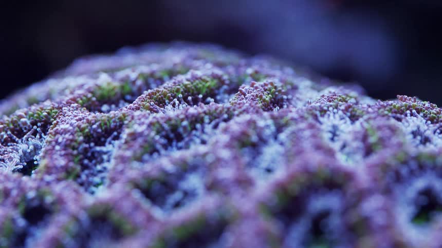 Green pink purple and black colors that look like a coral reef