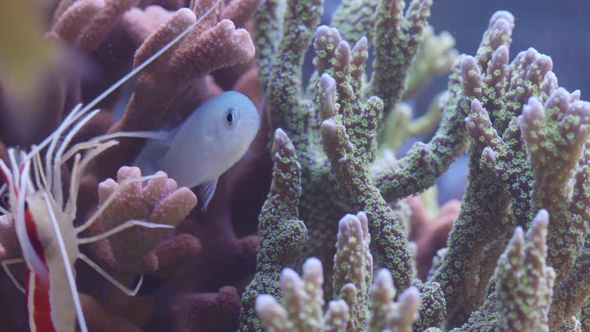 Fish swim around the aquarium