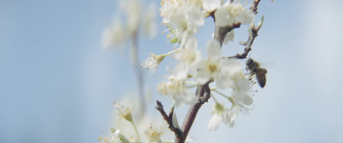 A bee gathers pollen from blossoms