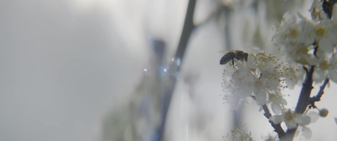A bee is collecting pollen from blossoms on a tree in sunlight