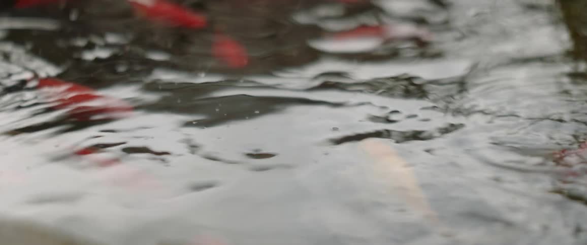 Fish swim beneath a rippling surface