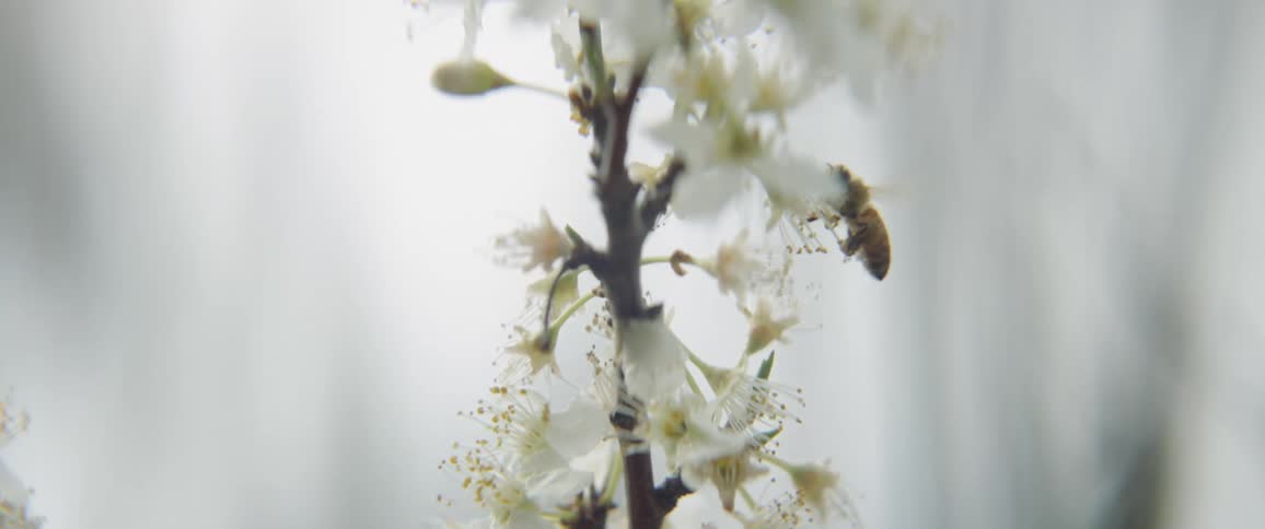 The bee is floating around the white and yellow flowers before landing