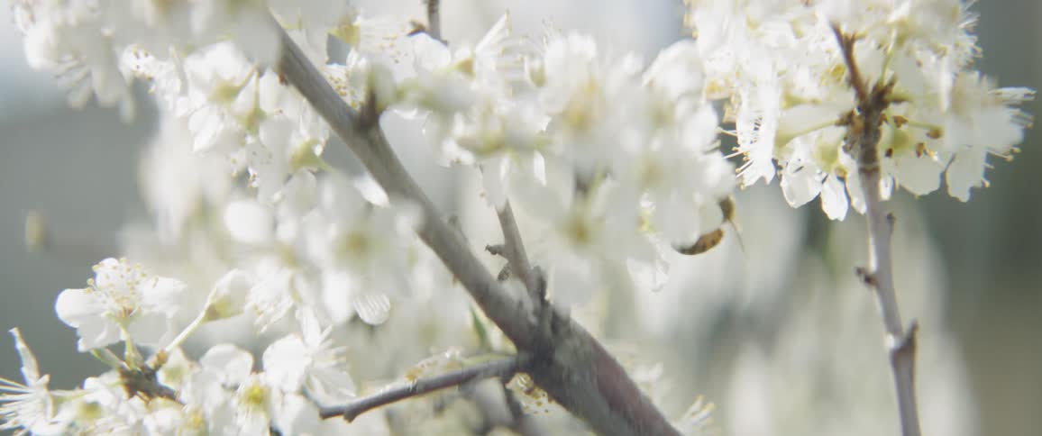 A bee lands on a blossom