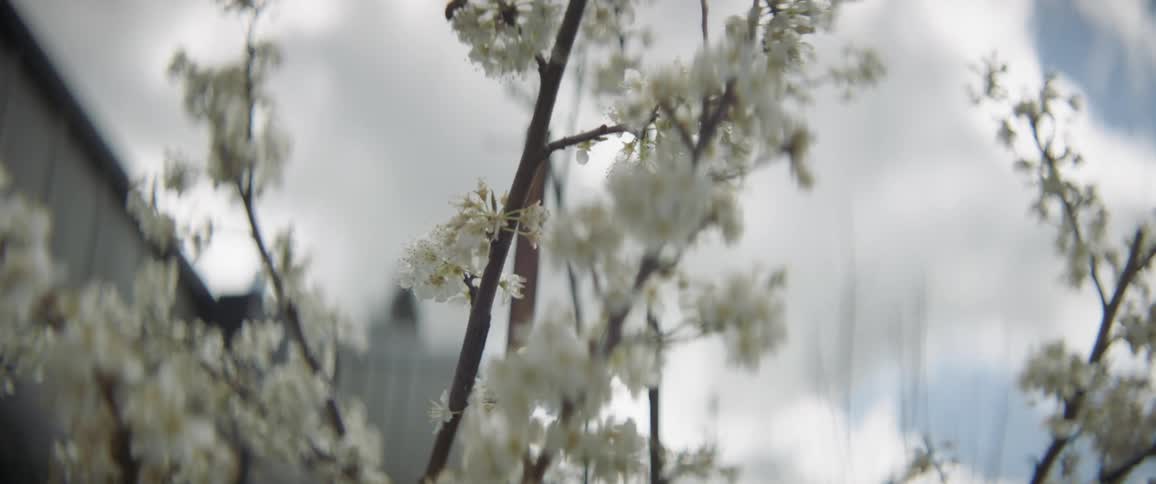 A bee is crawling over blossoms on a tree branch during daylight