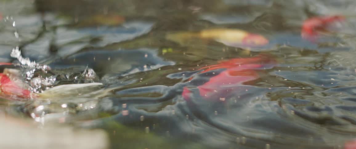 Koi fish swim in a pond
