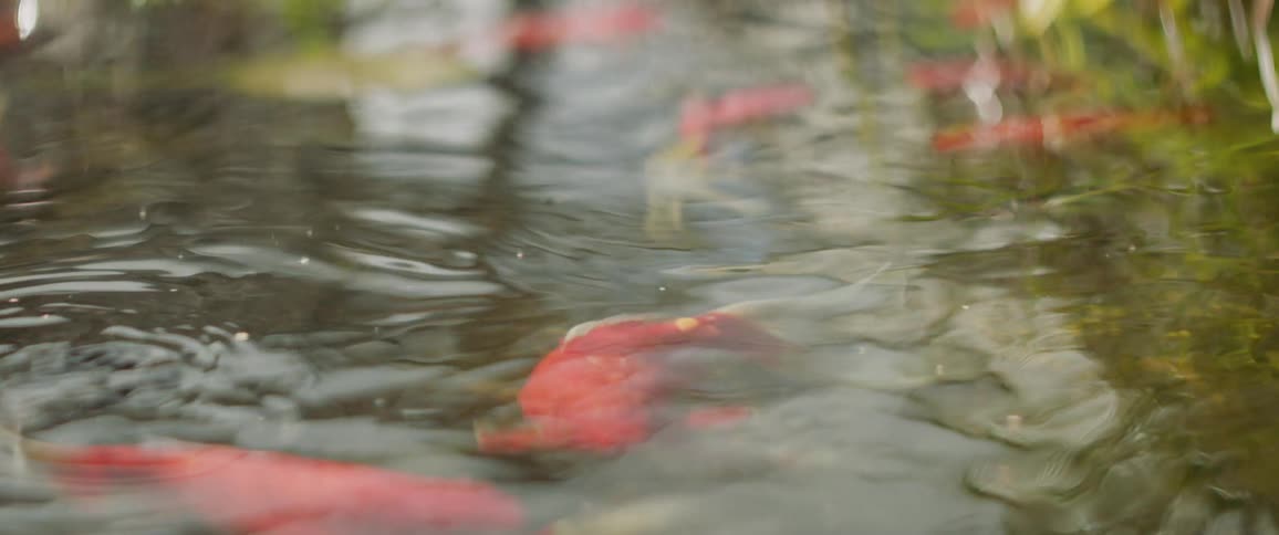 Large goldfish swim and splash in a pond