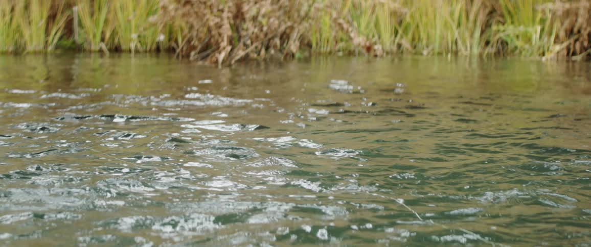 A fishing line floats on the river water