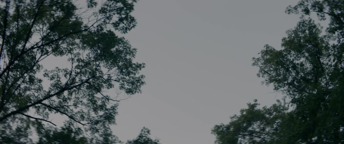 Looking up at the sky through the large trees