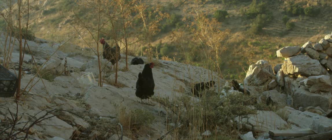 Some roosters and chickens are standing around on rocks