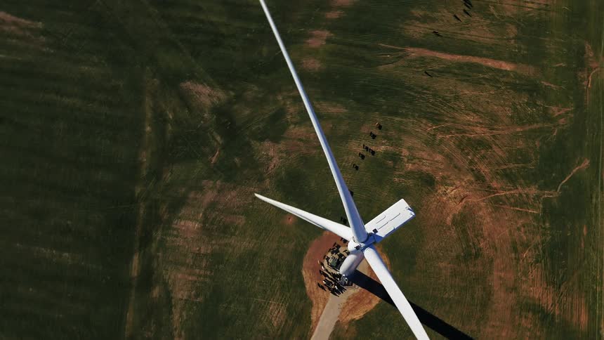 Cattle surrounding a wind turbine in a grassy plain
