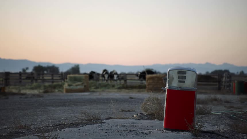 A single old gasoline pump sits askew in an open parking lot near to an enclosure containing cows