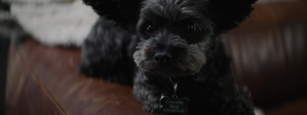 Small black dog with big ears sits on a sofa and looks around in the living room