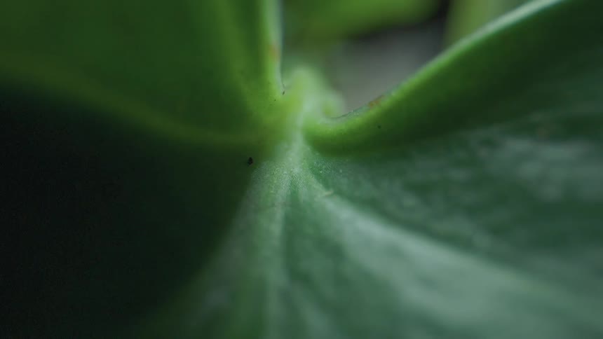 Light flashes on the plant leaf
