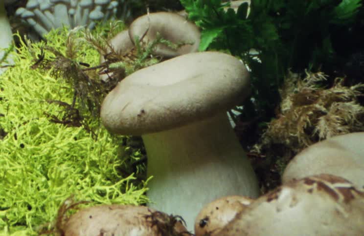 The light shines on the growing mushrooms