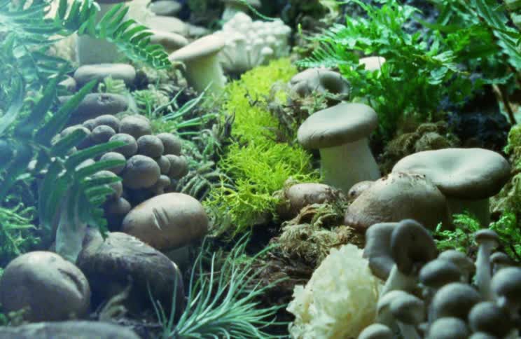 Light flashes over variety of mushrooms and plants clumped close together