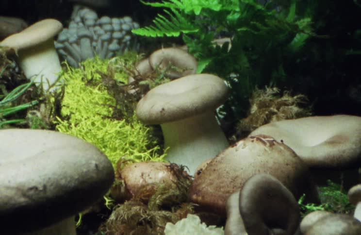 Mushrooms surrounded by plants and dirt
