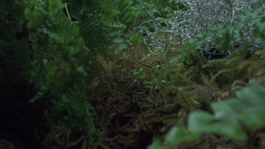 Green plants with stem and leaves