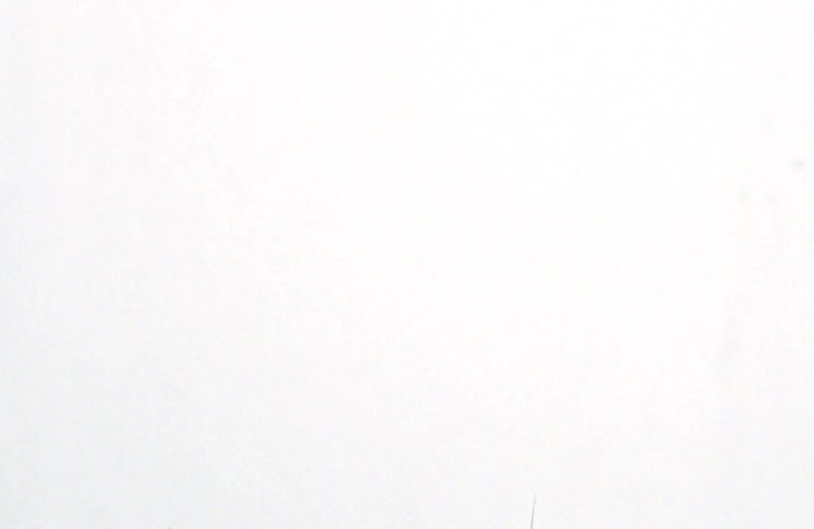 Heavy fog is covering the plant being waved around