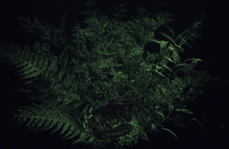 The design is of a green plant