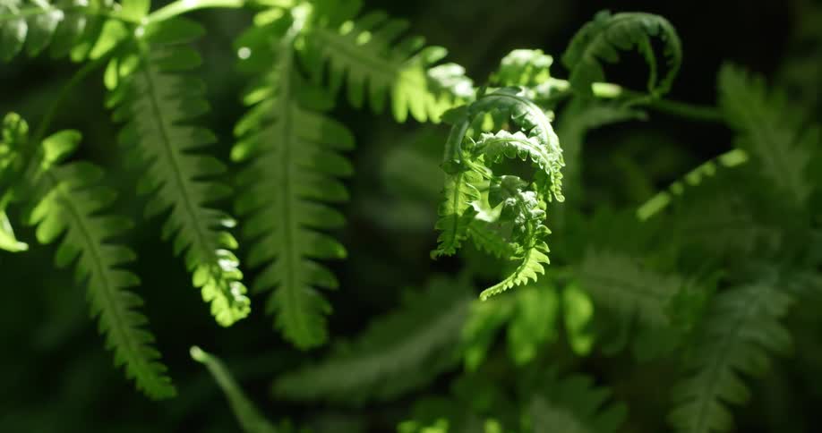 Green leaf plant grows in nature