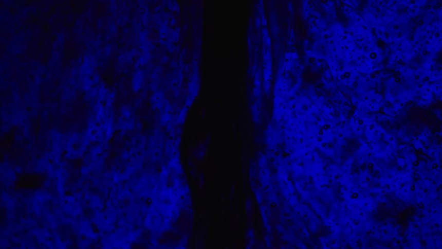 Blots of black ink flowing on a clear liquid against a blue background