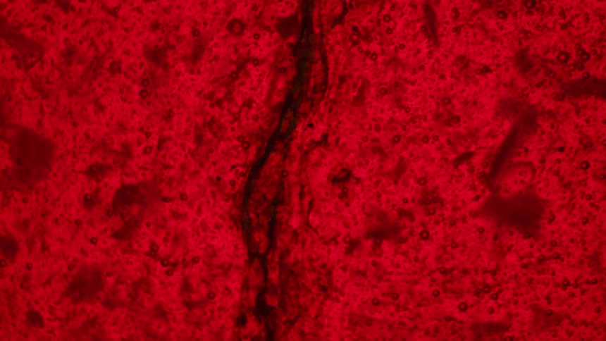 Black streaks of ink flowing on a red liquid under a magnifying glass