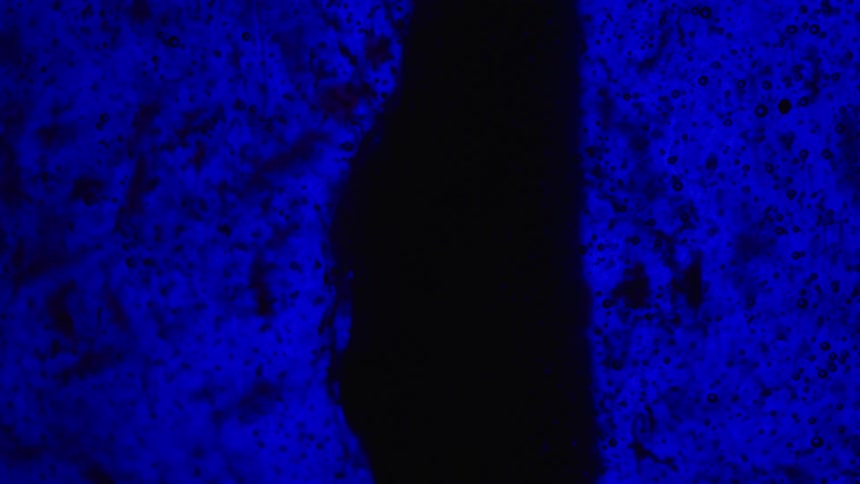 Movement of blue and black liquid