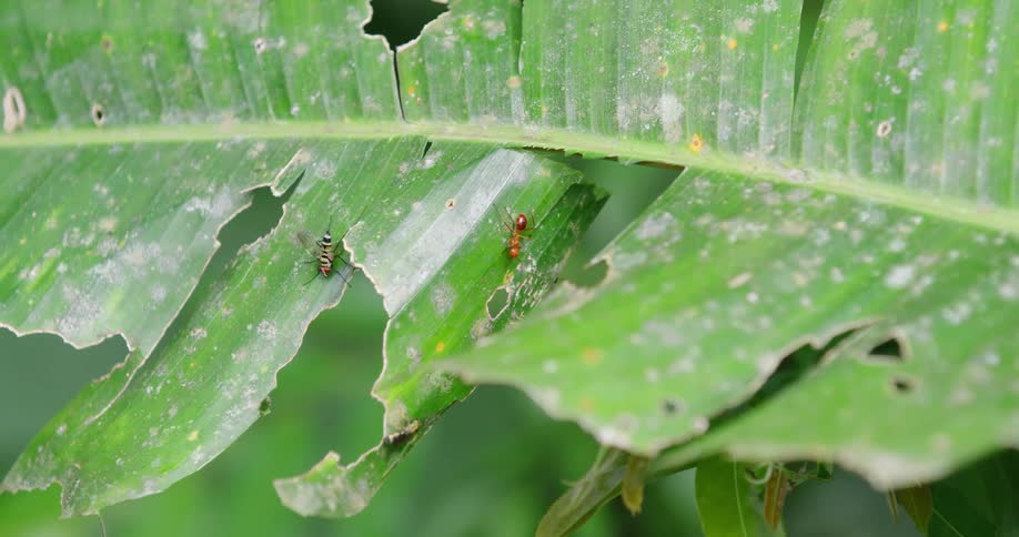 Ants and other insects on the broken leaf of a tropical plant