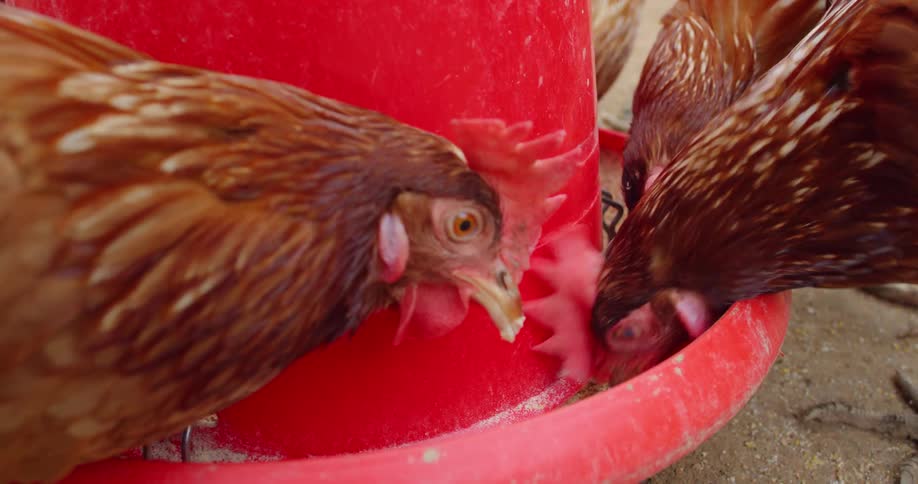 Roosters feed on the seeds together