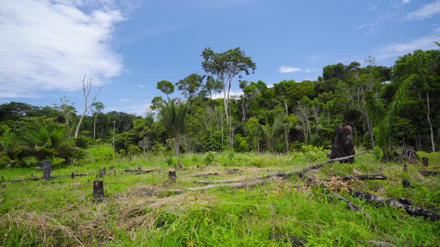A grassland with tree stumps and trees in the back ground