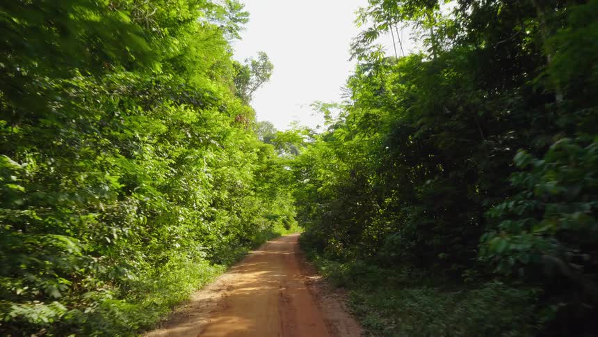 A dirt road through a dense woodland on a sunny day