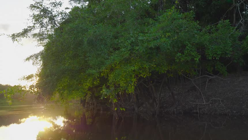Forest trees stand right on edge of water reflecting sun near the horizon