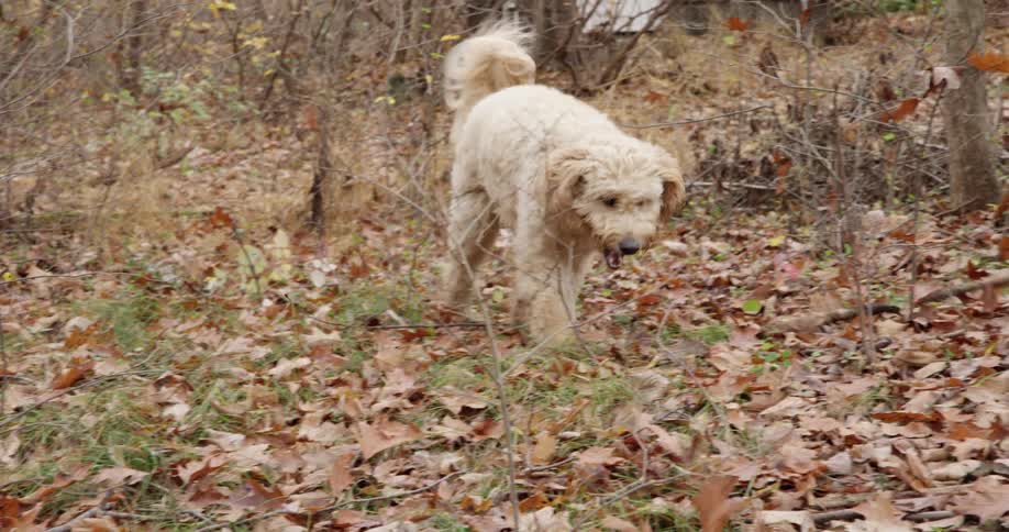 A dog is running through the leaves in the yard