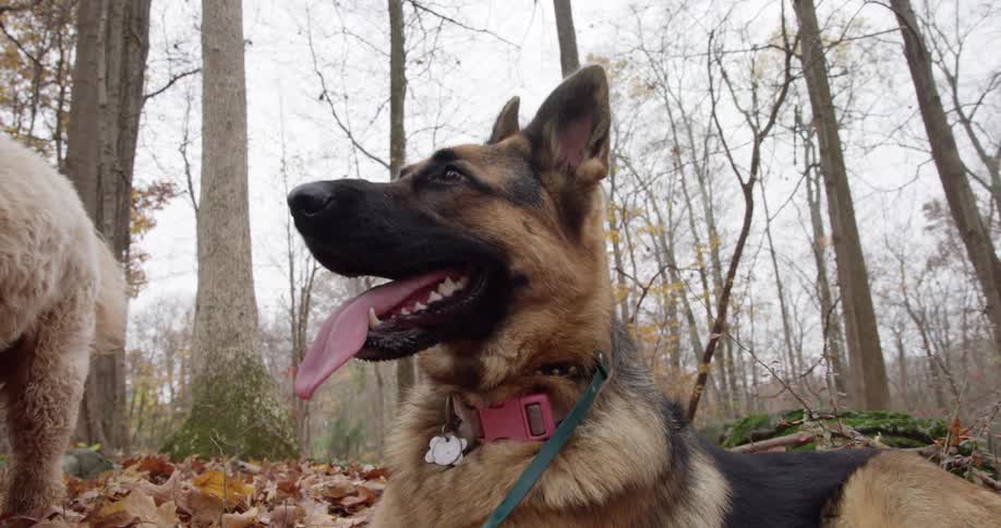 A german shepherd pants while lying on autumn leaves on a forest floor