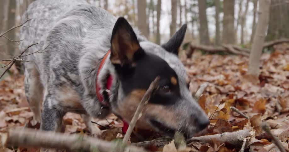 A dog lifts a stick and walks off