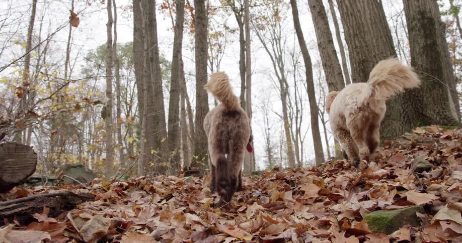 Two dogs running through leaves outside