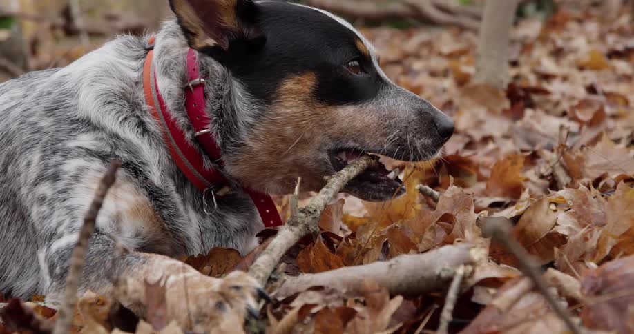 A dog lying outside chewing a stick