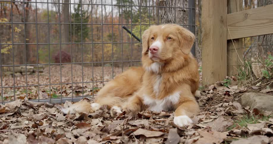 Dog lays on the leaves in an outdoor kennel