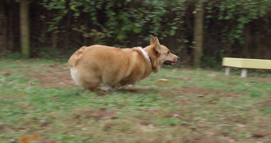 A dog is running in the grass