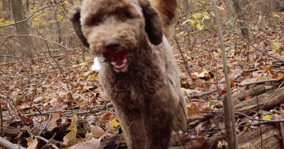Curly haired dog runs across fallen leaves in woods