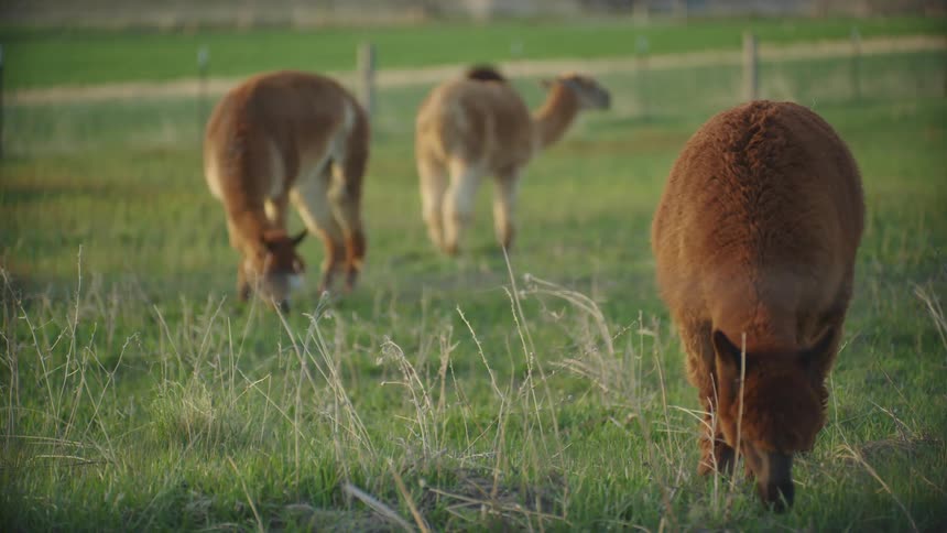 A group of alpaca graze in pasture surrounded by a wooden fence
