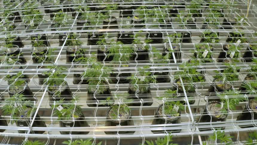 Potted plants in a green house