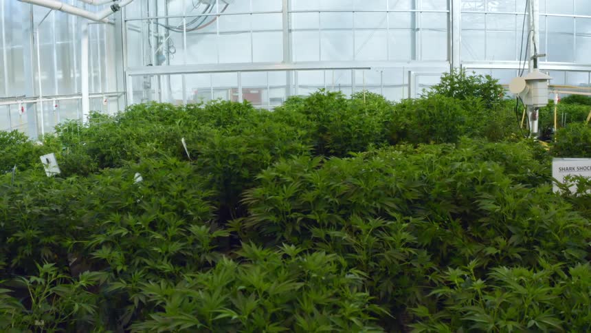 Plants in a green house