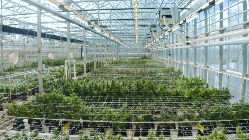 A greenhouse with plants nets lights and poles