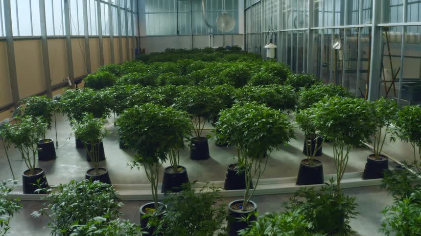 Green plants growing inside a greenhouse shed