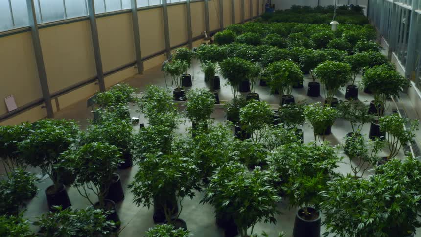 Potted plants inside a green house
