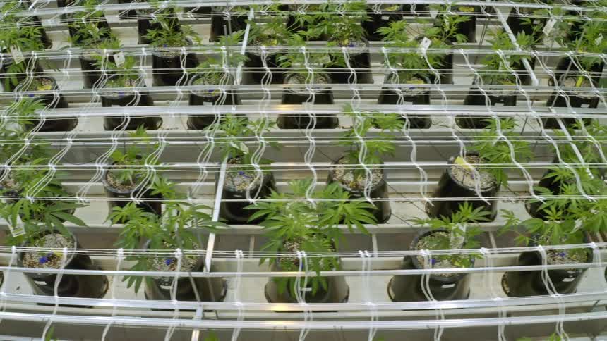 Potted plants in a green house