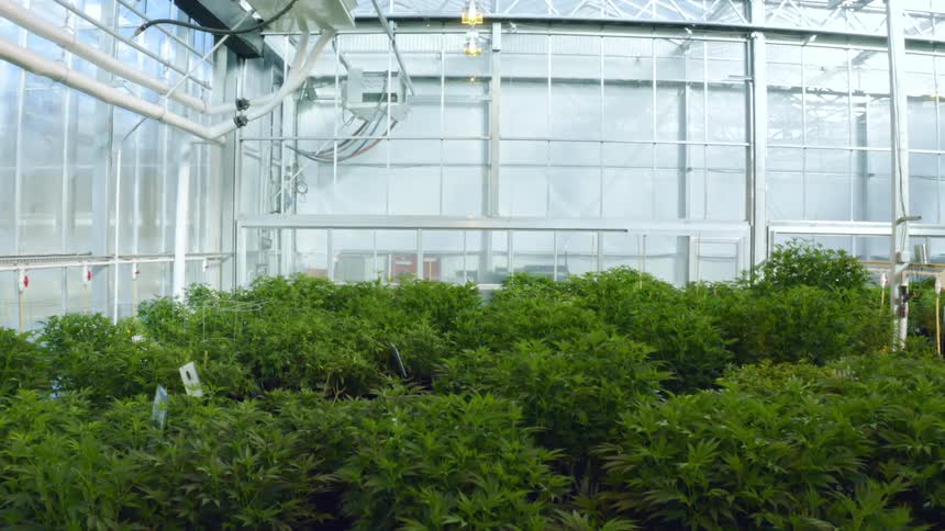 Plants growing in a greenhouse