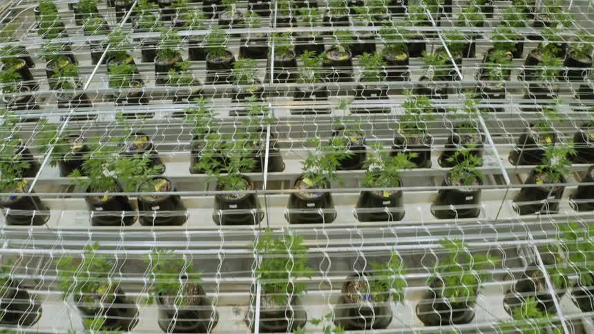 The farm is full of many plants