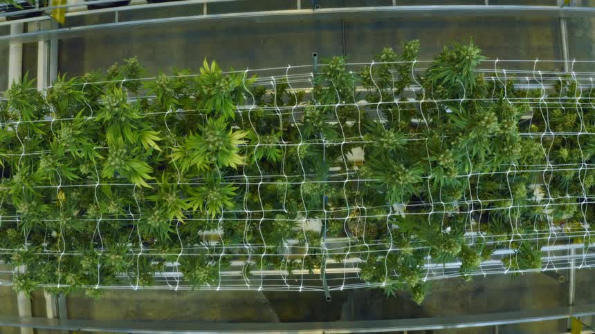 An aerial view of trees is displayed